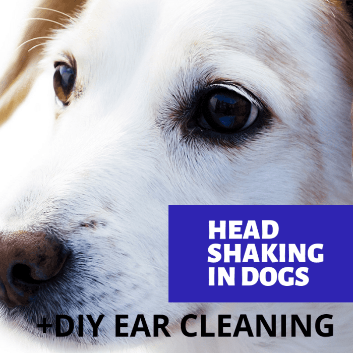 Why is your dog shaking its head? Find out common causes and discover remedies that can help.