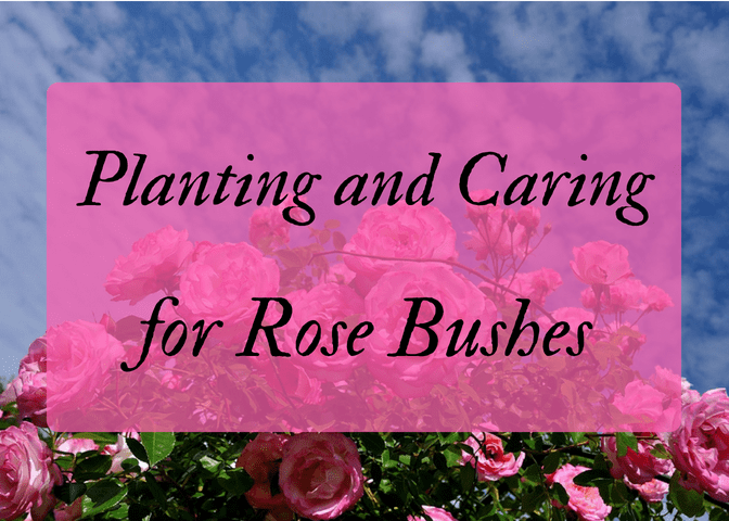 Whether it be in a container or in the ground, growing healthy roses with gorgeous blooms is easier than one might think! This article will provide all the basic info you need to produce hearty bushes with exquisite roses.