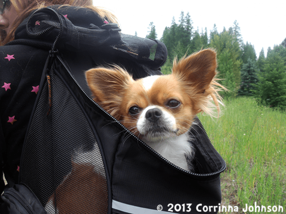 Gizmo, my long-haired Chihuahua, loves going for strolls in his Outward Hound Backpack Carrier.