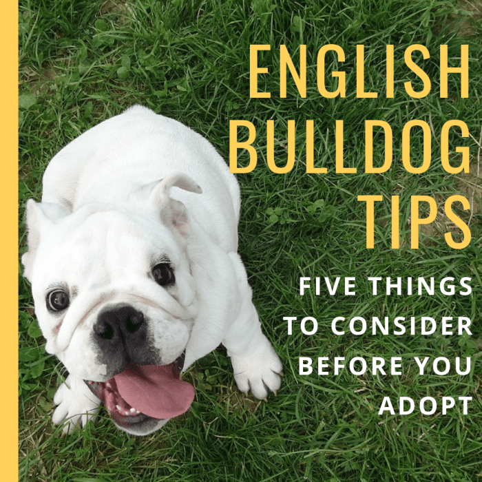 5 Things to Consider Before Owning an English Bulldog - PetHelpful