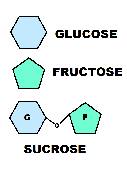 Three of the most ubiquitous carbohydrates in our diet and their basic structures.