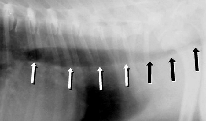 Рентгенограмма коллапса трахеи у йоркширского терьера: белые стрелки указывают на трахею нормального размера, тогда как черные стрелки отмечают коллапс трахеи.