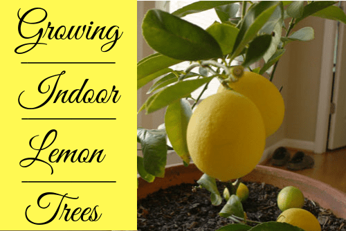 Growing your own indoor Meyer lemon trees is so easy and rewarding that you may stop buying the fruit at the store all together.