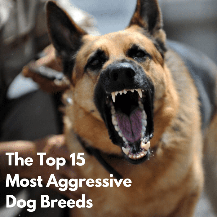 The World's 15 Most Aggressive Dog Breeds - PetHelpful