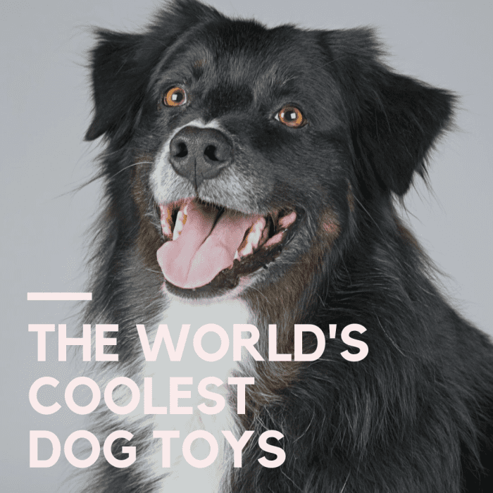 The 21 Coolest Dog Toys on the PetHelpful