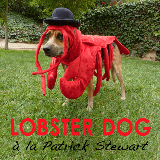How to Make a Lobster Costume for Your Dog HubPages