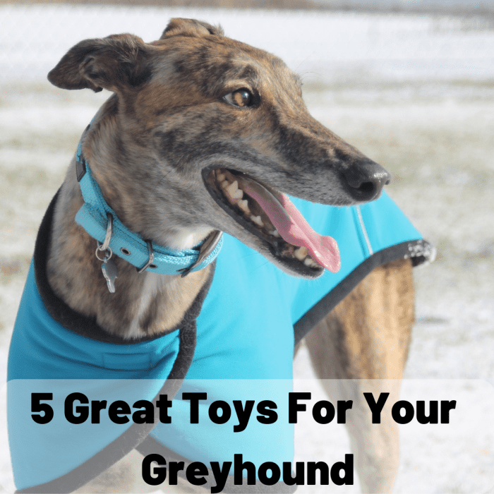 5 Great Dog Toys Your Greyhound Will Love - PetHelpful