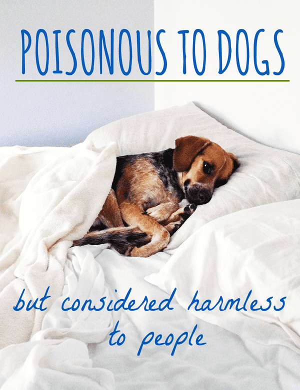You may think your dog's tummy is indestructible—after all, they eat anything and everything, right? Wrong. Many common items and foods can be toxic for your pup.