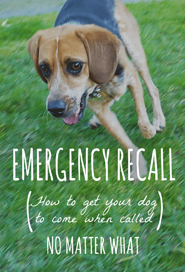 Emergency Recall Words For Dogs Training Tips And Ideas PetHelpful