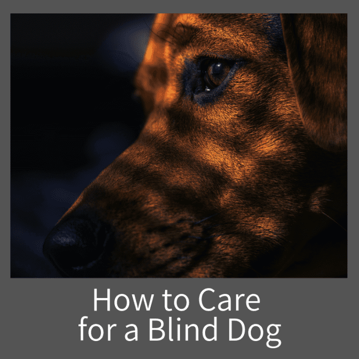Learn how what signs to look for, and how to care for your blind dog.