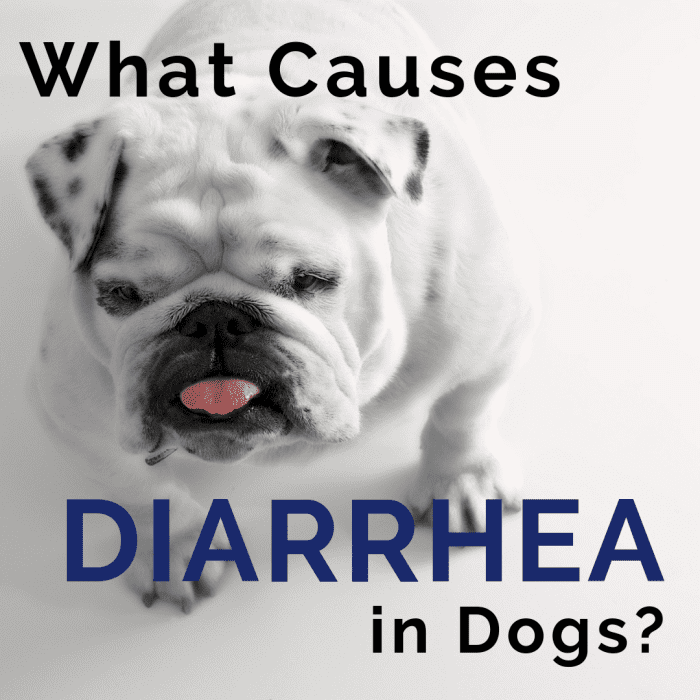 Dog Diarrhea Causes and Treatment PetHelpful
