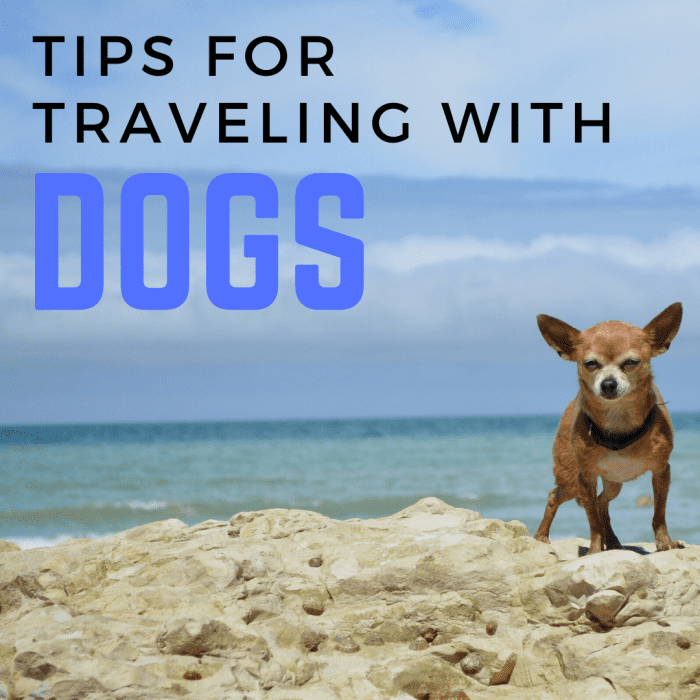 Thinking of taking your Chihuahua out on a trip? Here are some personal tips if you choose to do so.