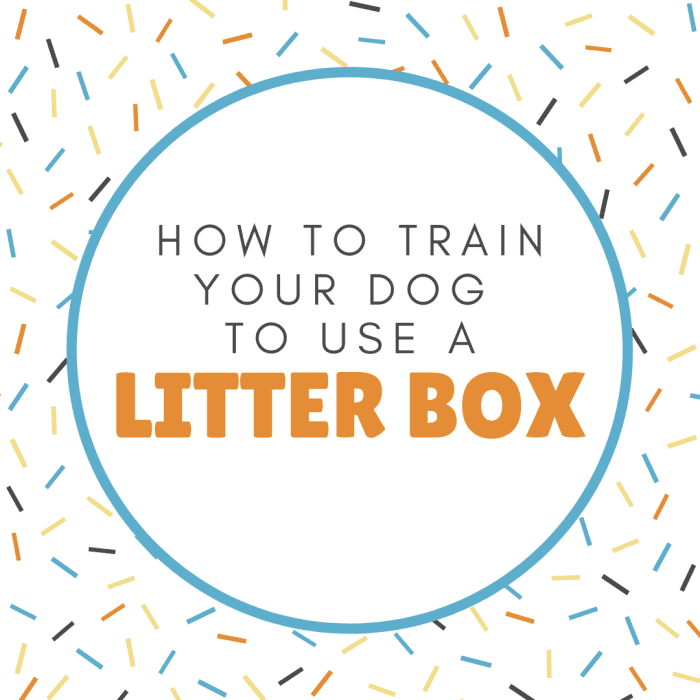 How to Litter Box Train Your Puppy PetHelpful