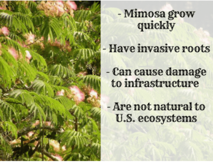 Mimosa Trees: Exotic, Aromatic, and Potentially Threatening? - Dengarden