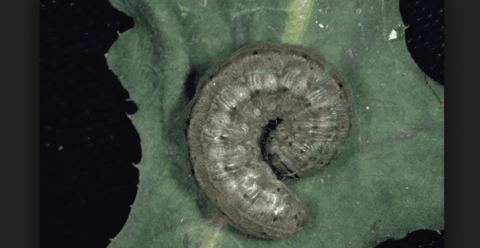 Ein Cutworm in charakteristischer eingerollter Pose: Diese großen Raupen fressen typischerweise nachts und fressen sich oft durch Stängel in Bodennähe.