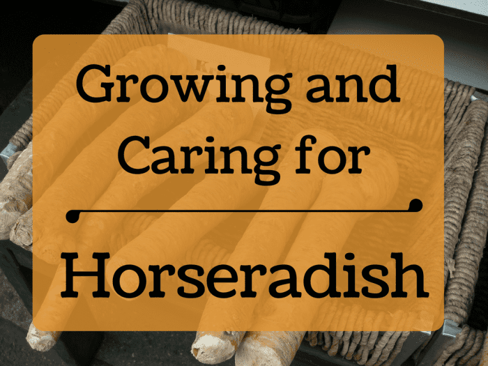 Horseradish is a versatile perennial that has many different culinary and medicinal uses. This article will show you how to grow your own.