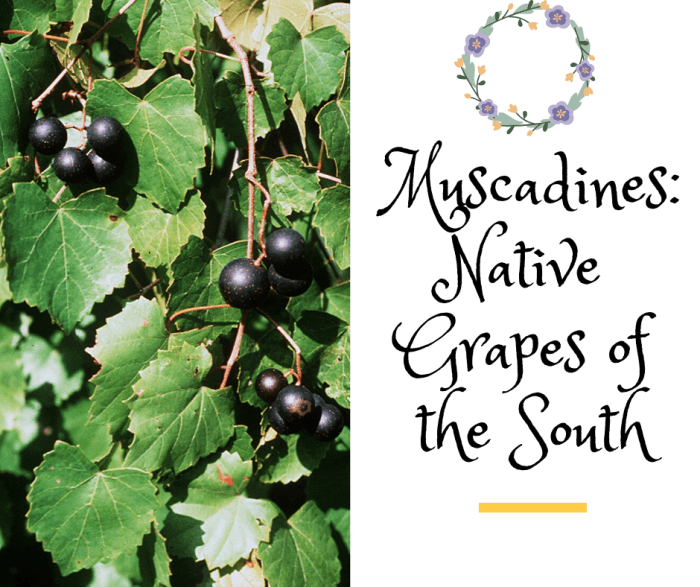 Muscadines Native Grapes of the South Delishably