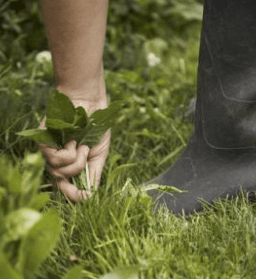 How to stop weed from growing in lawn