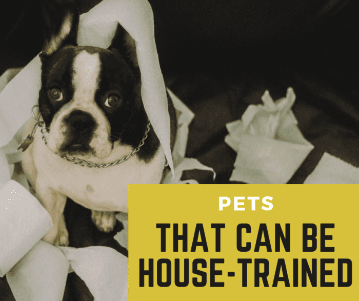 Are you having trouble house-training your pet? Check out these common pets that can be house-trained to make sure you're not fighting an impossible battle.