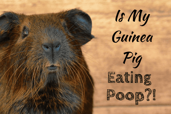It may look like your guinea pigs are eating poo, but they're actually eating something else that's crucial for their health.