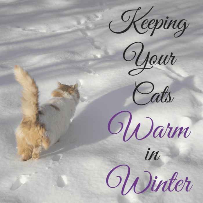 Whether they're your beloved outside cats or just friendly ferals you care for, this article will show you a bunch of different ways to help them make it through a tough winter.