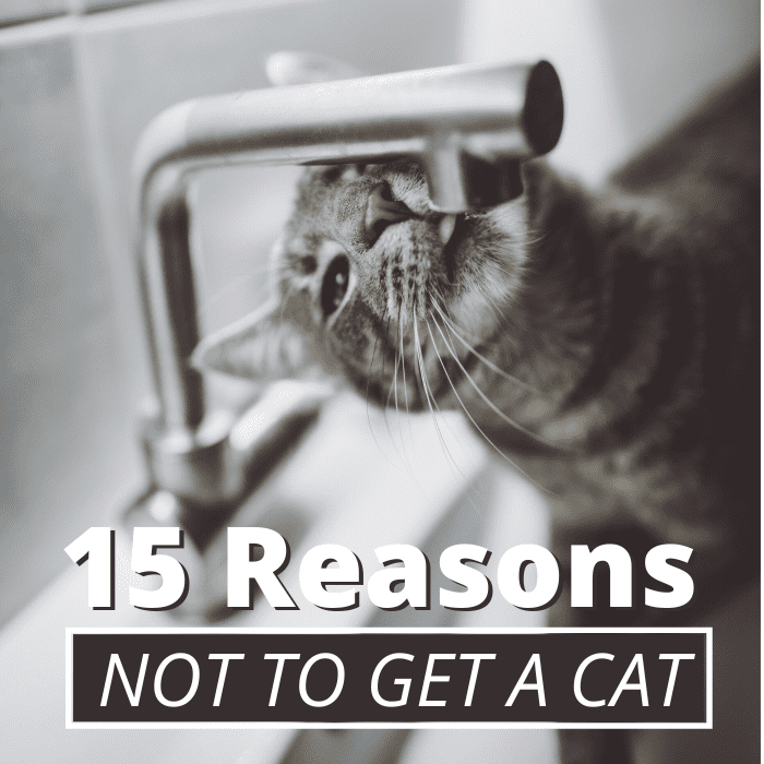 Cat ownership can be a wonderful experience, but it comes with plenty of downsides that many folks fail to consider.
