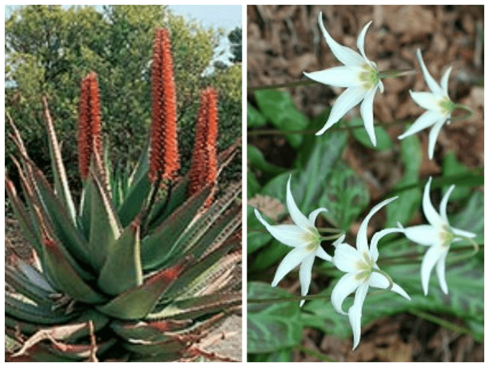 Tucson and Seattle (both Zone 8) illustrate one of the drawbacks of hardiness zones. Arizona's cape aloe (left) would hate Seattle's rain while Washington's trout lily (right) would not survive Tucson's heat and dryness.