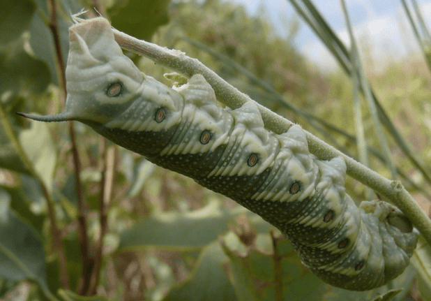 How to Identify and Control Tomato Hornworm Caterpillars - Dengarden