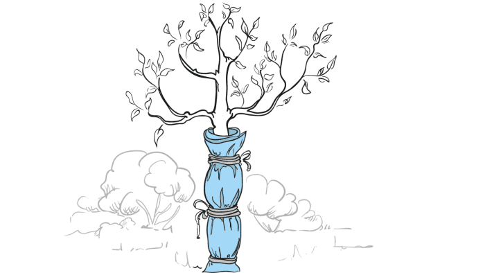 When wrapping the trunk of a fruit tree, it's wise to use multiple layers of cloth—while still keeping the wrapping a bit loose—and extend the wrapping from all the way down to the ground to at least as high as the lowest limbs.