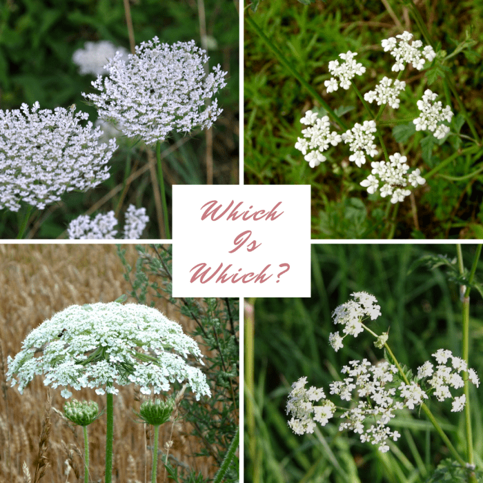 How to Identify Queen Anne�s Lace (Wild Carrot) Dengarden