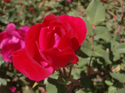 Knock-Out Roses are a good rose to start with since they are very disease-resistent and very tolerant.