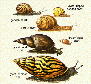 How to Find and Catch a Garden Snail - Dengarden