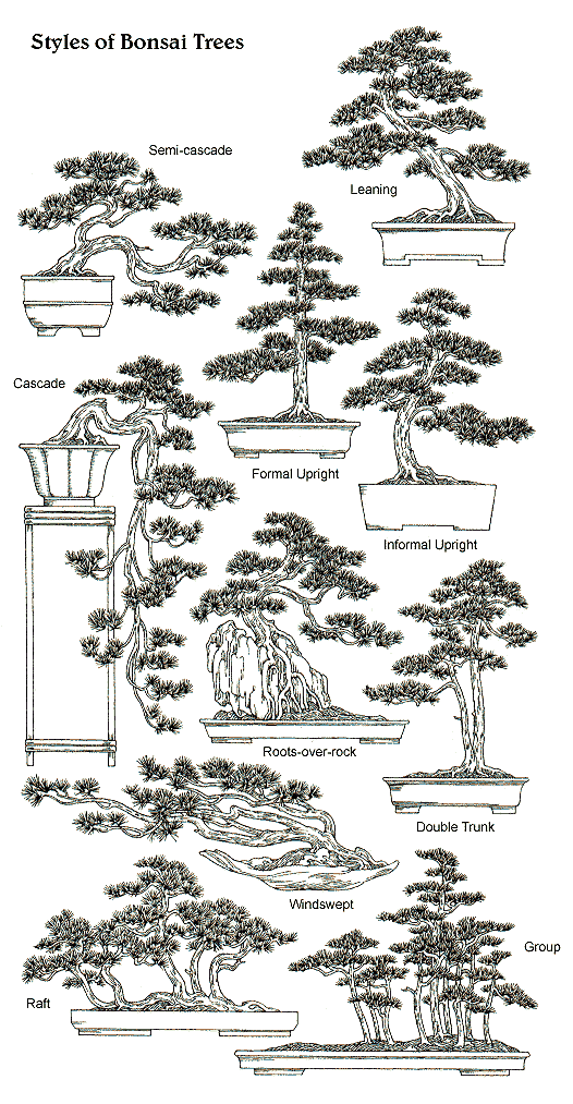 A Beginner's Guide to Bonsai Dengarden