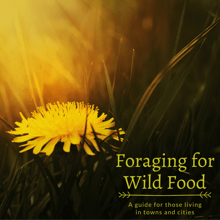 This guide will break down how to safely and respectfully forage for wild food, even if you live in a town or city.