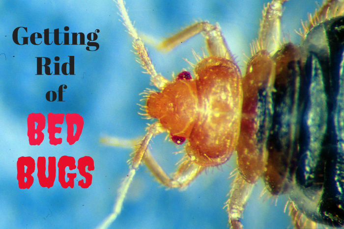 Though it might seem insurmountable at times, a bed bug infestation is totally manageable if you follow the right steps. This article will show you how.