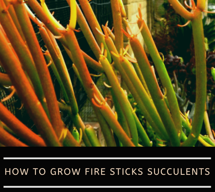 Fire sticks earn their name from their red color and the way they branch. Learn how to care for this beautiful plant and mind its toxic sap.
