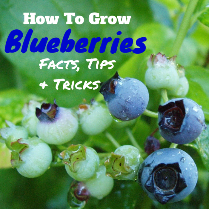 Blueberries are the superfood you can grow in your own backyard, and this guide will provide you with all the information you need to grow and care for this amazing plant.