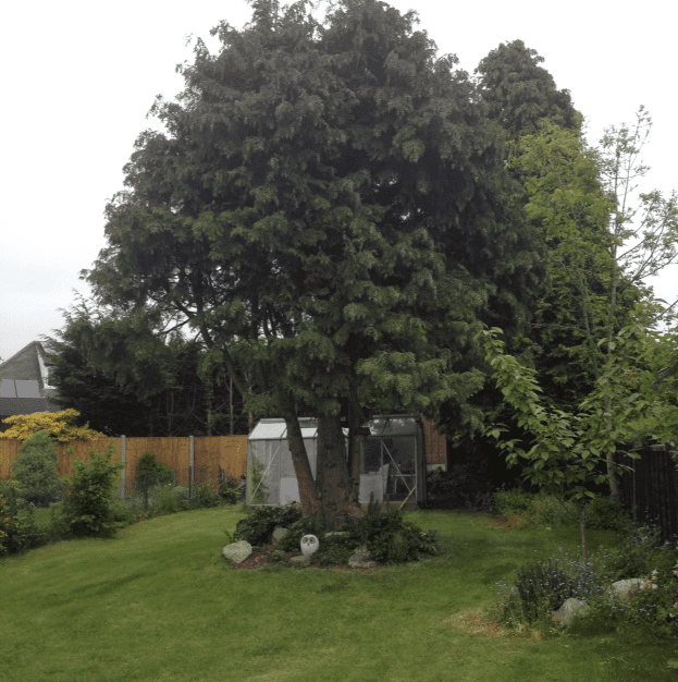 This is the "after" shot of our fir tree. With all the lower branches removed, the garden is lighter and looks larger.