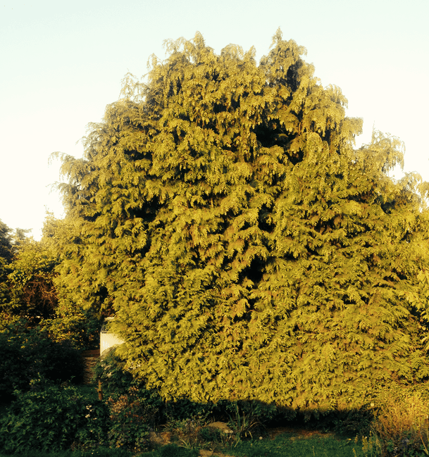 This is the "before" shot of our leylandii. Our tree was ugly, huge and split our garden in two.