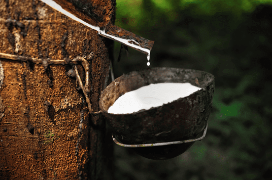 Pure latex is harvested from rubber trees
