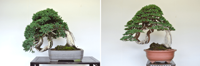 Note the tree on the left is slanting downward. The emergency repot is to correct the slant and restyle the tree. It's placed into a larger pot where the roots aren't disrupted. The tree's slant is corrected and new soil is added around.