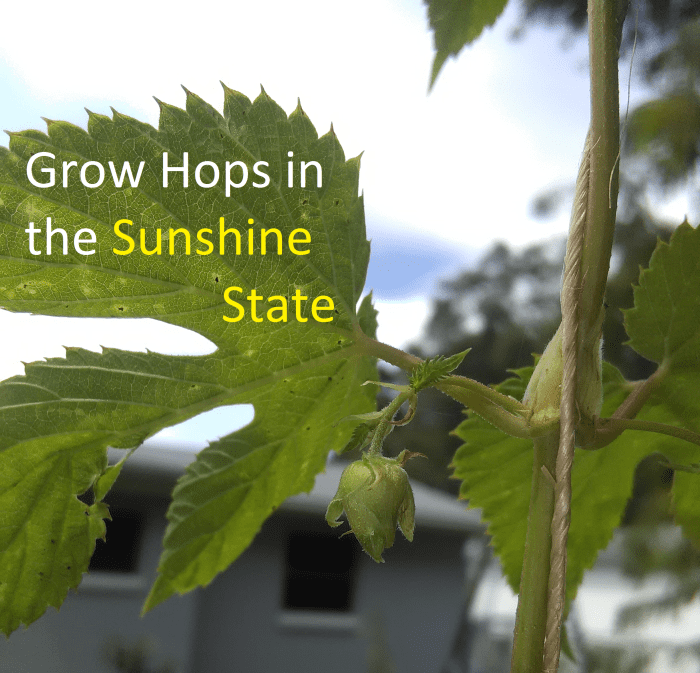 Yes! You can grow hops in Florida (zone 9b) for home-brewed beer.