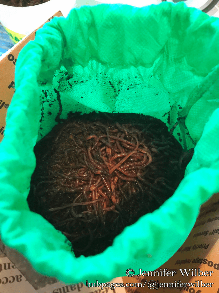 You Can Compost Meat in a Worm Bin Dengarden