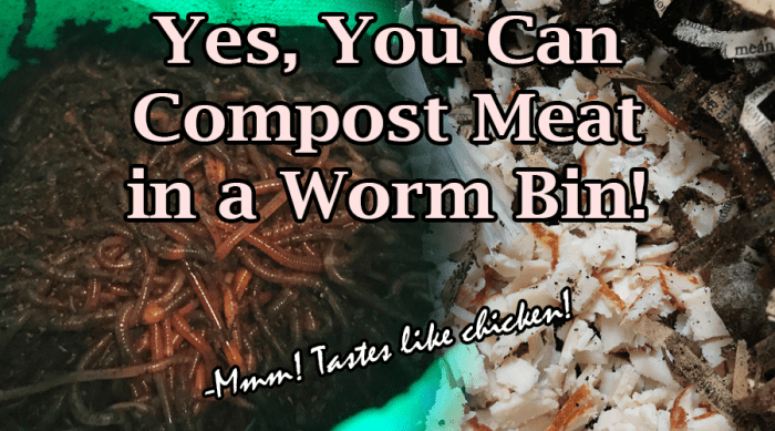 You Can Compost Meat in a Worm Bin - Dengarden