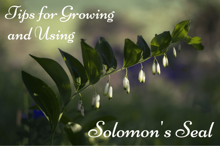 Solomon's Seal is a hardy perennial that provides exquisite blooms and pretty berries. This article will show you how to grow it and take advantage of its many uses.