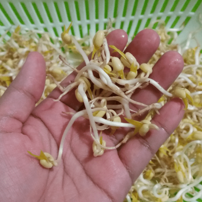 How to Grow Mung Bean Sprouts Dengarden