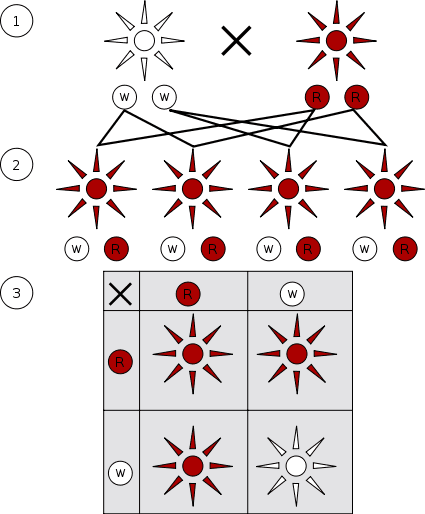 The science of hybridization with red being the dominant color and white the recessive color in this example.