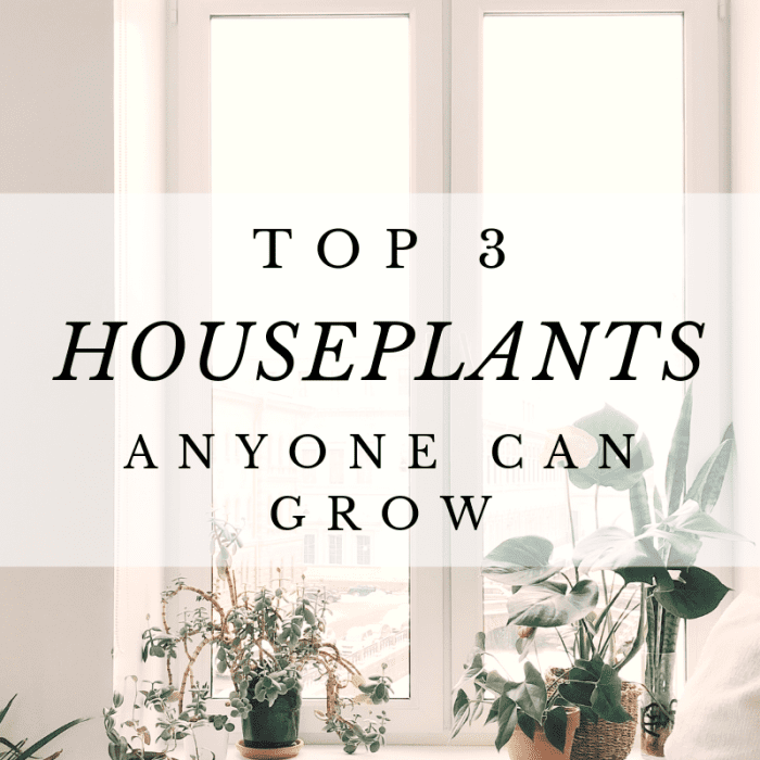 Easy to care for houseplants that even the blackest of thumbs can keep alive with minimal effort. These plants are perfect for the home or office and thrive in any kind of light!