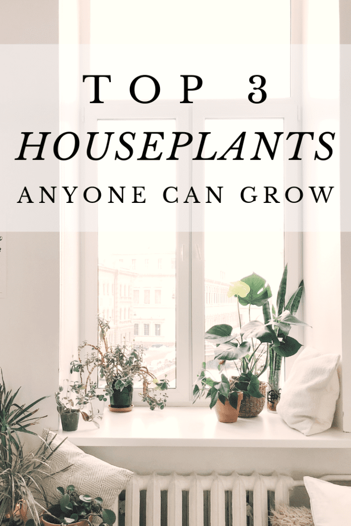 Easy to care for houseplants that even the blackest of thumbs can keep alive with minimal effort. These plants are perfect for the home or office and thrive in any kind of light!