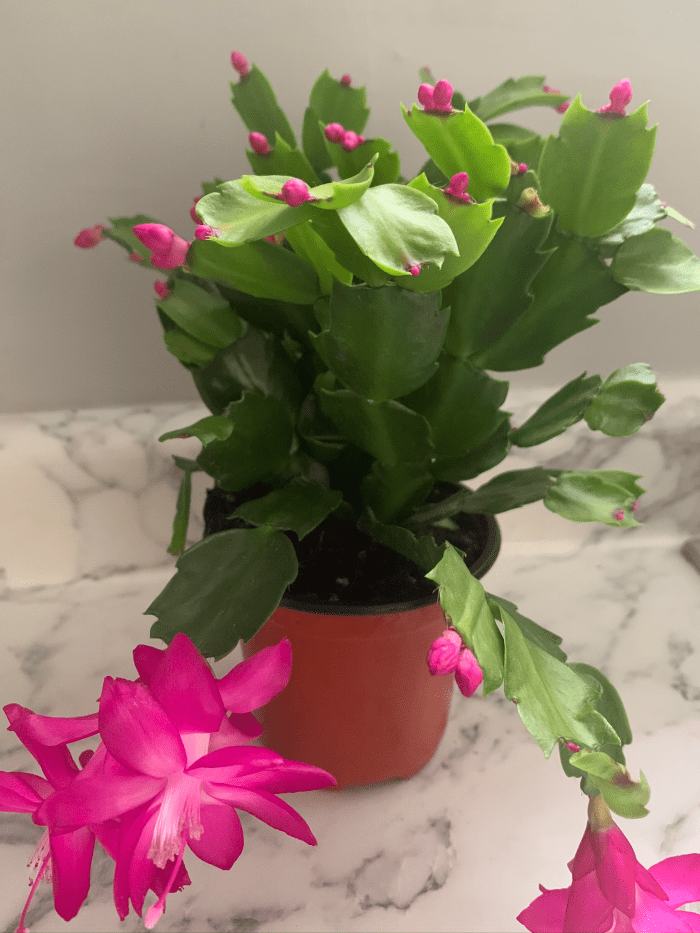Christmas Tree Cactus